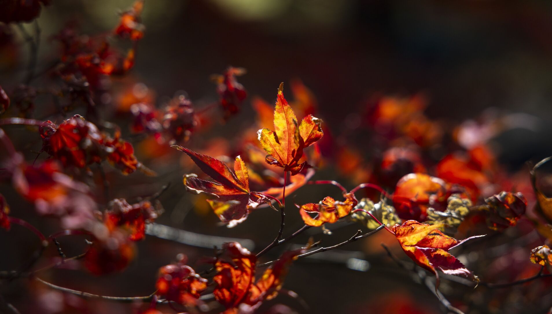 Fall colors in 最新杏吧原创